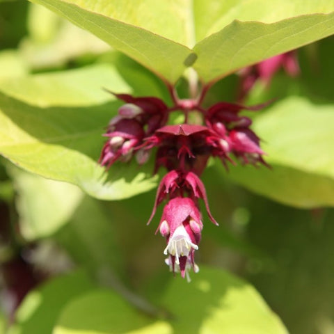 Arbre aux faisans doré - Leycesteria 'Golden lanterns'
