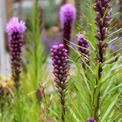 Liatris "Plume du Kansas"