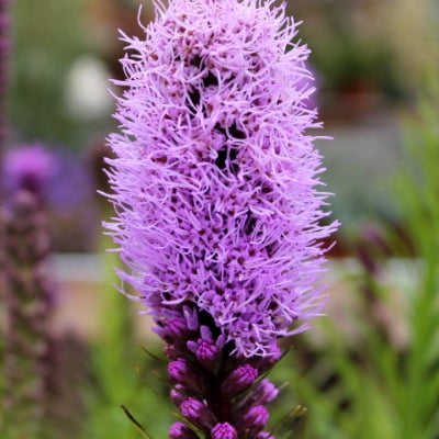 Liatris "Plume du Kansas"