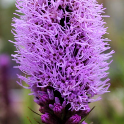 Liatris "Plume du Kansas"