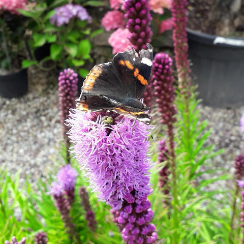 Liatris "Plume du Kansas"