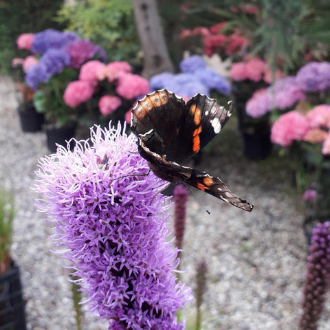 Liatris "Plume du Kansas"