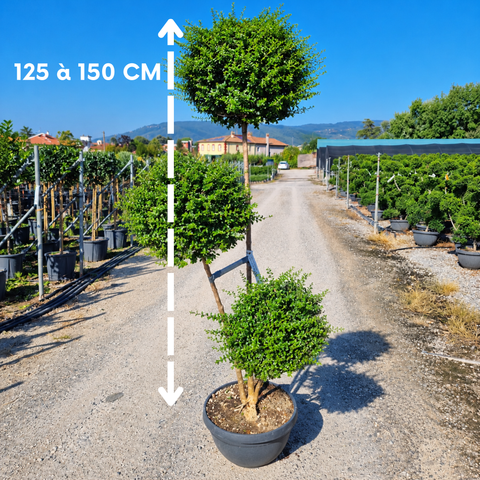 Ligustrum delavayanum - Topiaire à 3 pompons