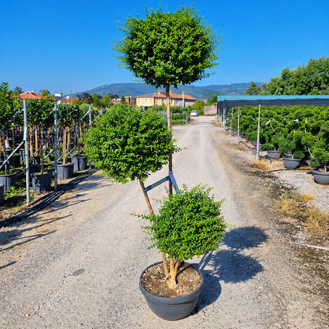 Ligustrum delavayanum - Topiaire à 3 pompons