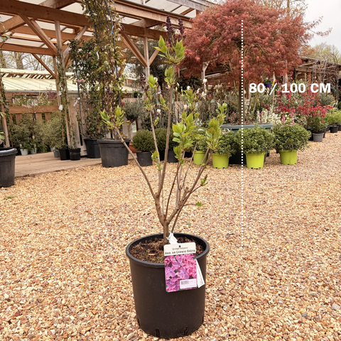 Lilas 'Katherine Havemeyer'