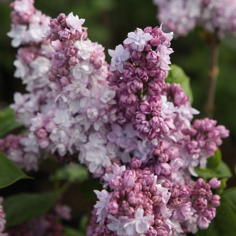 Lilas 'Katherine Havemeyer'