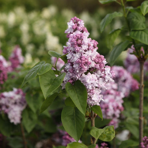 Lilas 'Katherine Havemeyer'