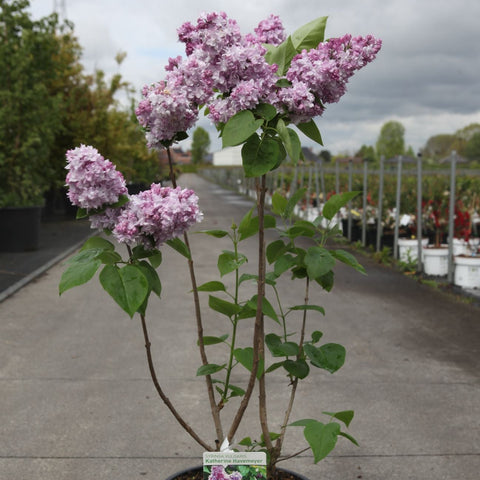 Lilas 'Katherine Havemeyer'