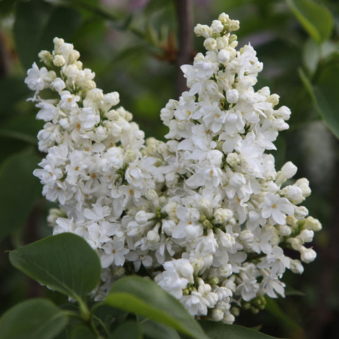 Lilas 'Madame Lemoine'