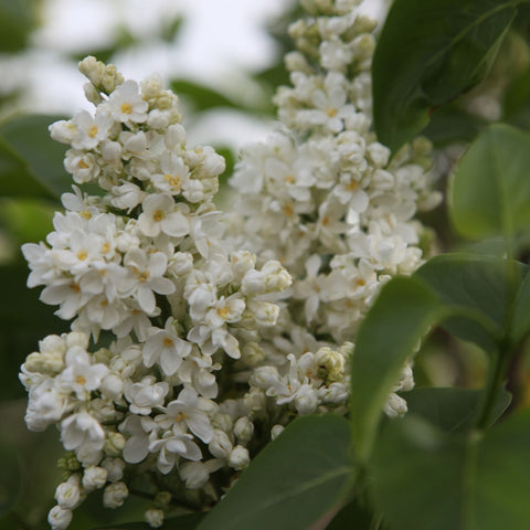 Lilas 'Madame Lemoine'