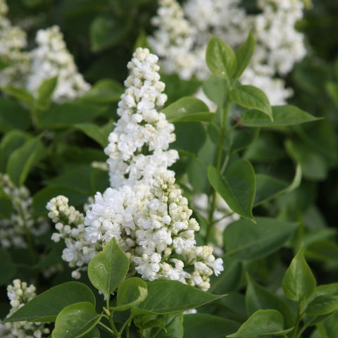 Lilas 'Madame Lemoine'