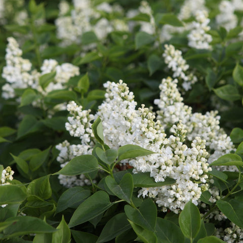 Lilas 'Madame Lemoine'