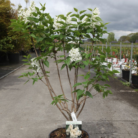 Lilas 'Madame Lemoine'