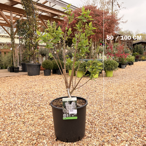 Lilas 'Madame Lemoine'