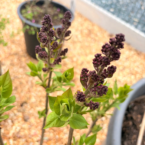 Lilas 'Charles Joly'