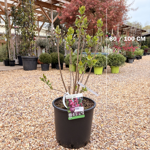 Lilas 'Charles Joly'