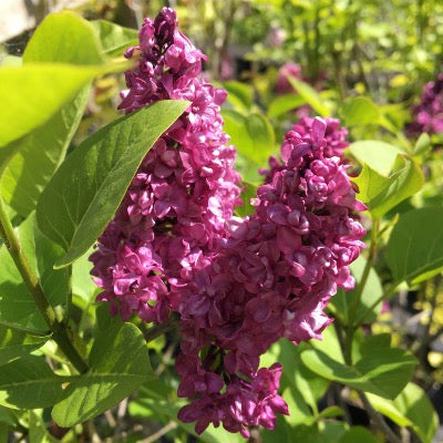 Lilas vulgaris 'Charles Joly'