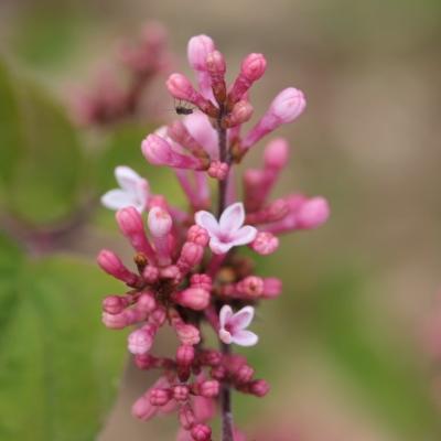 Lilas microphyla Superba