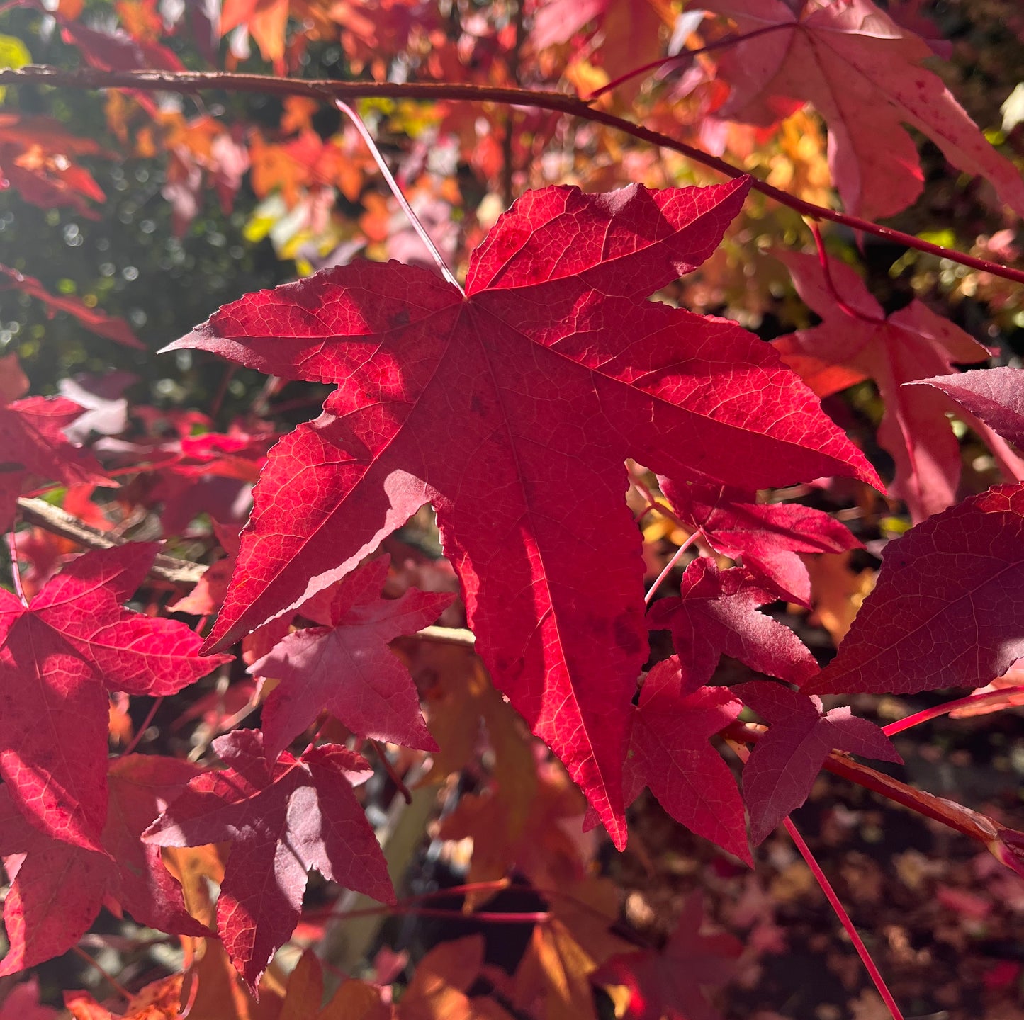 Copalme d'Amérique