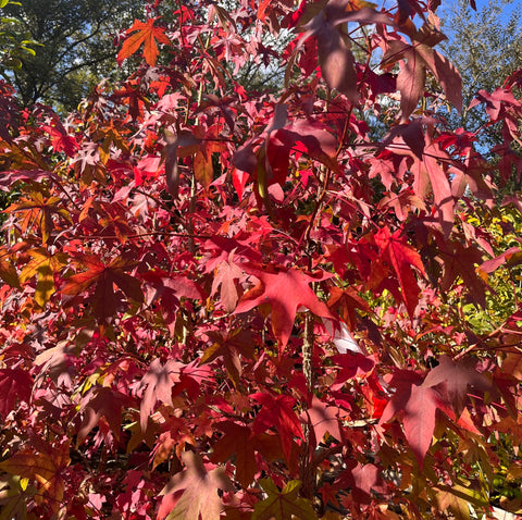 Liquidambar