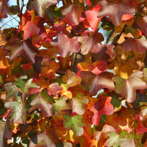 Liquidambar Rotundiloba