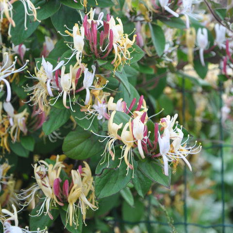 Chèvrefeuille sinensis