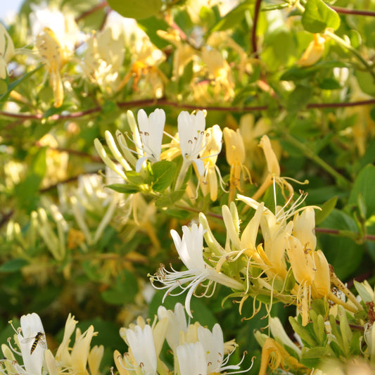 Chèvrefeuille Hall's Prolific