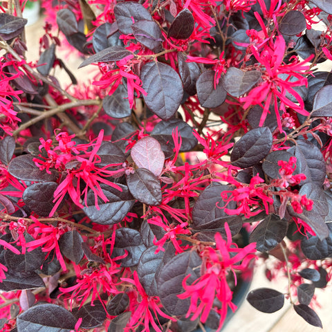 Loropetalum 'Black Pearl' TIGE