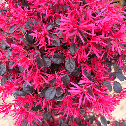 Loropetalum 'Black Pearl' TIGE
