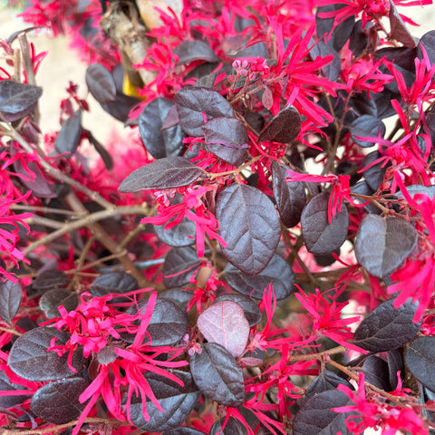 Loropetalum 'Black Pearl' TIGE