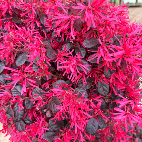 Loropetalum 'Black Pearl' TIGE