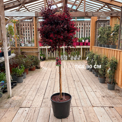 Loropetalum 'Black Pearl' TIGE