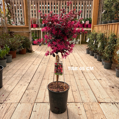 Loropetalum 'Black Pearl' TIGE