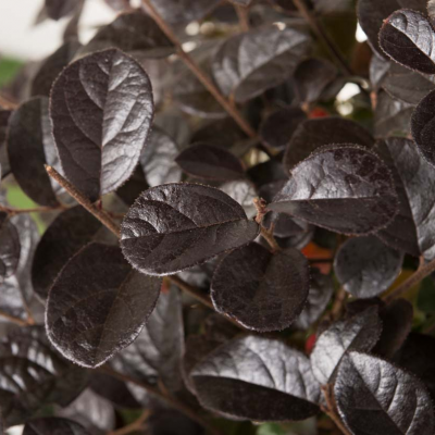 Loropetalum 'Black Pearl' - Bonsaï