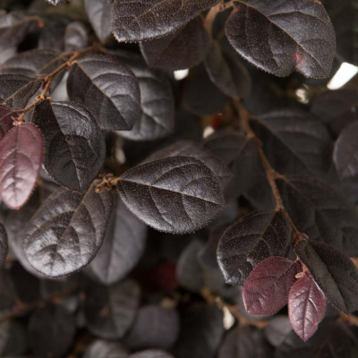 Loropetalum 'Black Pearl' - Bonsaï