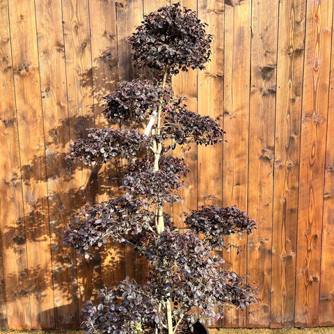 Loropetalum 'Black Pearl' - Bonsaï