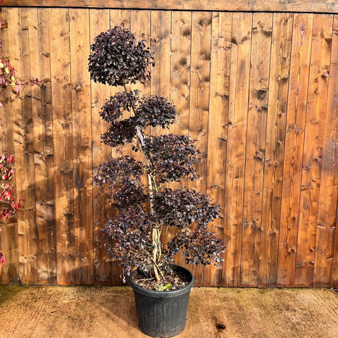 Loropetalum 'Black Pearl' - Bonsaï