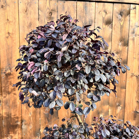 Loropetalum 'Black Pearl' - Bonsaï