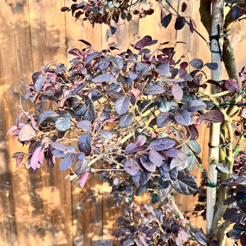 Loropetalum 'Black Pearl' - Bonsaï