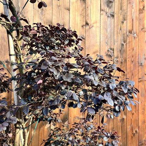 Loropetalum 'Black Pearl' - Bonsaï