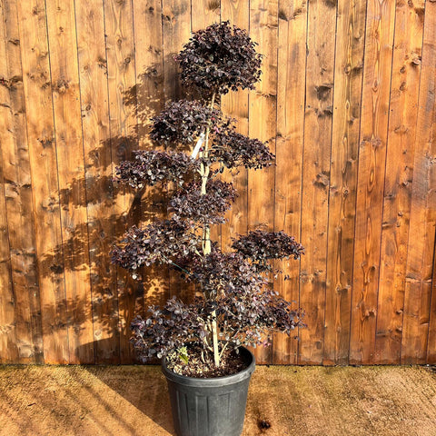 Loropetalum 'Black Pearl' - Bonsaï