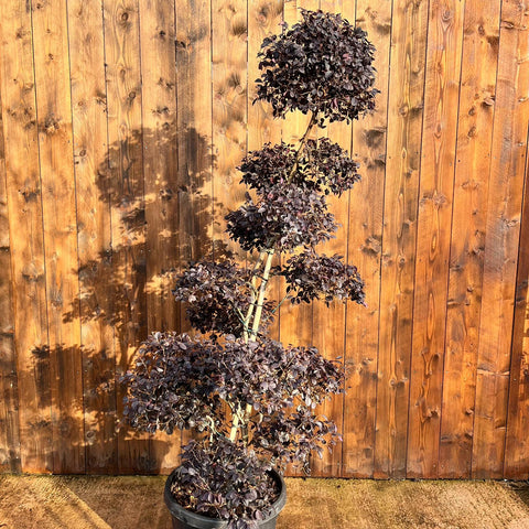 Loropetalum 'Black Pearl' - Bonsaï