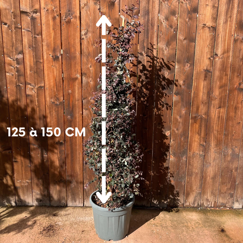 Loropetalum chinense ‘Black Pearl’ - Cône