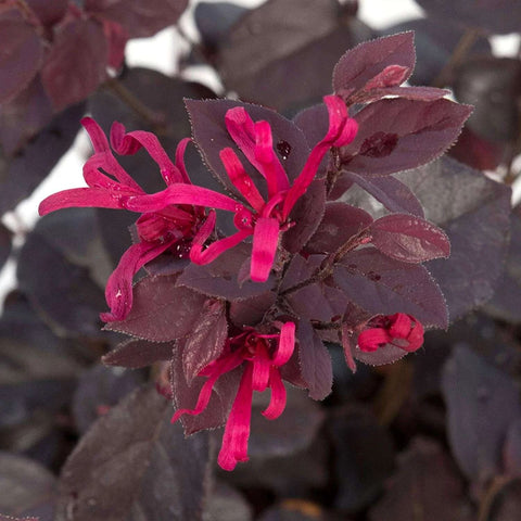 Loropetalum 'Black Pearl'