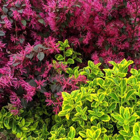 Loropetalum 'Black Pearl'