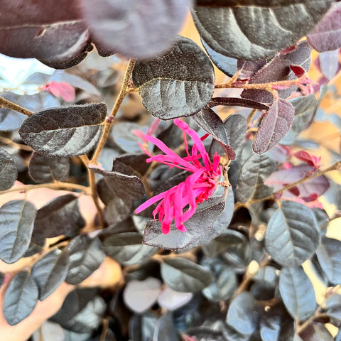 Loropetalum 'Black Pearl'