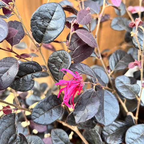 Loropetalum 'Black Pearl'