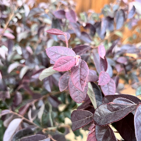 Loropetalum 'Black Pearl'