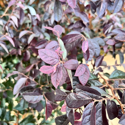 Loropetalum 'Black Pearl'