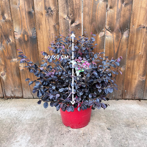 Loropetalum 'Black Pearl'